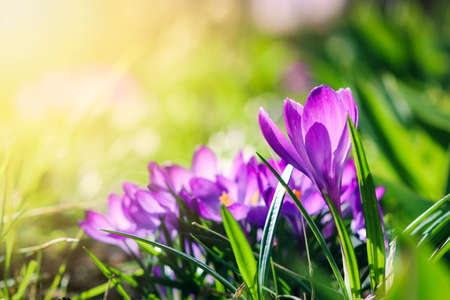 Purple crocus flowers in garden, awakening in spring to the warm gold rays of sunlightの写真素材