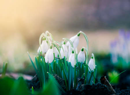 Group of beautiful fresh snowdrops in early spring