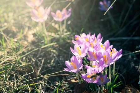 Purple crocus flowers in garden, awakening in spring to the warm gold rays of sunlightの写真素材