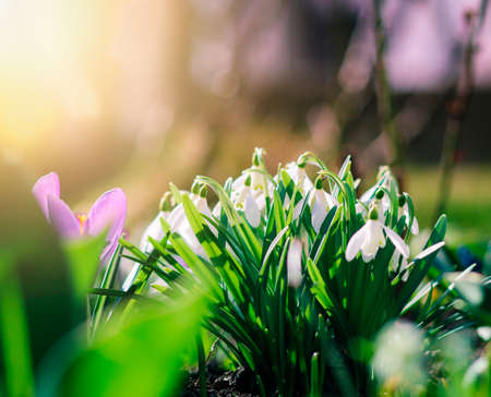 Group of beautiful fresh snowdrops in early springの写真素材