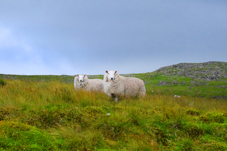 mountain sheepsのeditorial素材