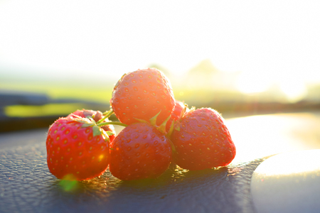 Strawberries in the morning sunの写真素材