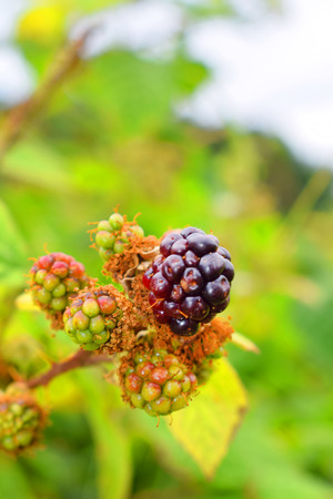 Blackberries fruitsの写真素材