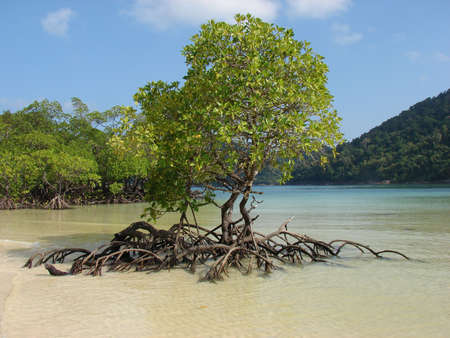 Mangrove trees in bayの写真素材