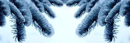 spruce branchesの写真素材