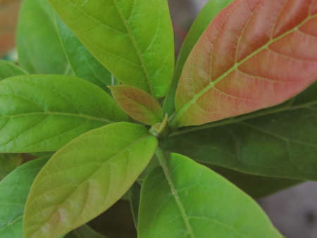 plants, succulents and flowersの写真素材