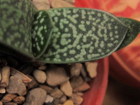 plants, succulents and flowersの写真素材