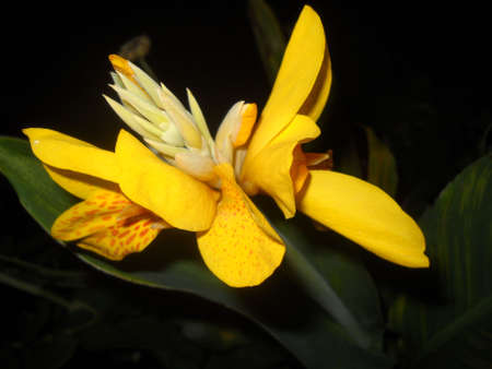 Flower, dark background