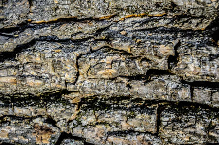 Background made of birch barkの写真素材