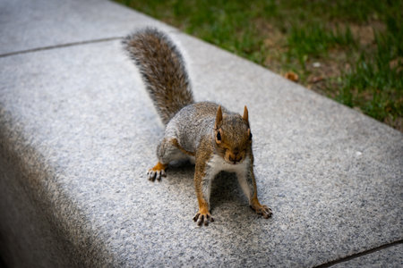 Funny squirrel in the London city centreの写真素材