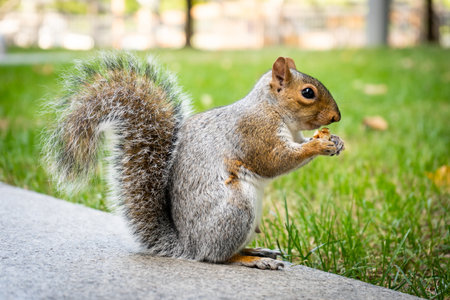 Funny squirrel in the London city centre, eating nutsの写真素材