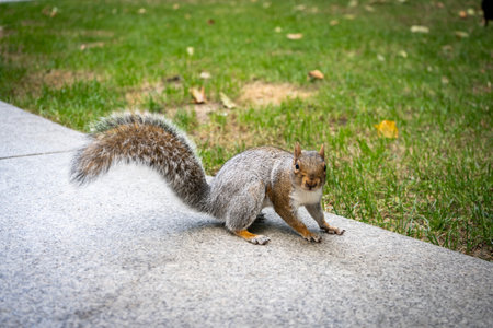 Funny squirrel in the London city centreの写真素材