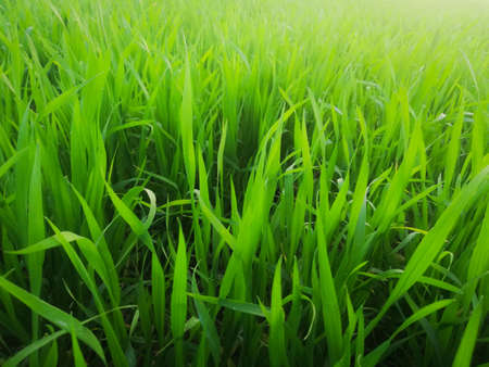 Green grass beautiful day shot