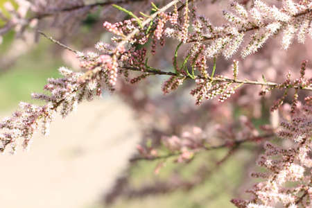 Flowering bush in the gardenの写真素材