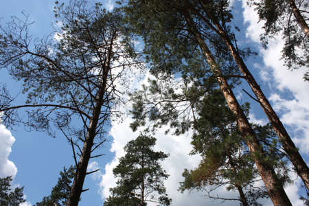 High trees in Bialowieza National Park