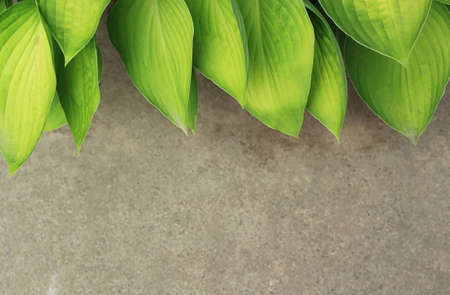Background texture with green leaves and asphalt close up