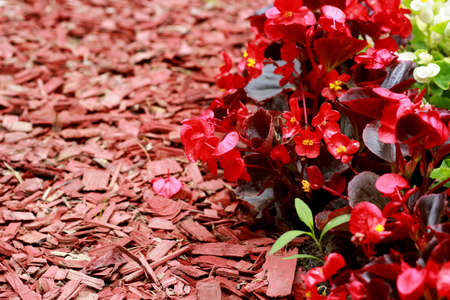 Red wood chips and Begonia semperflorens-cultorum in rhe gardenの写真素材