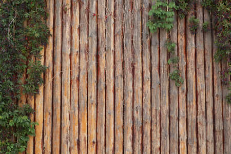 Background of brown natural wood planks with a grape. Wood textureの写真素材