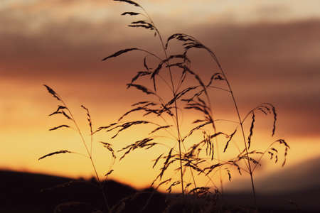 Beautiful sunset in the Carpathian mountains with the spikelets in the foreground