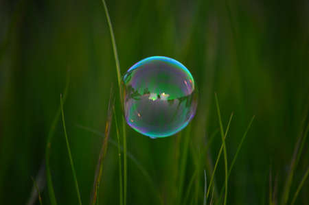 a single bubble on some grass.