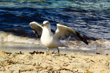 Hungry birdの写真素材