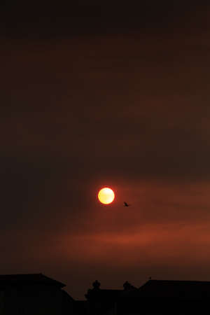 Red sunset over rooftop with bird flying over the sun