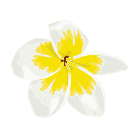 Vector Illustration of Plumeria White, Frangipini. Drawing of Flower of Immortality and Carnal Love. Botanical and Floral Drawingのイラスト素材