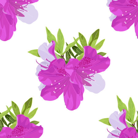 Vector Pattern of Dwarf Korean Azalea with Leafs. Botanical Seamless in Fuchsia Colors. Floral Seamless of Plant from Kind of Rhododendron. Evergreen Azaleas Isolated on White Backgroundのイラスト素材