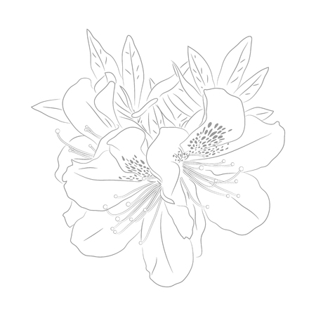 Vector Contour Illustration of  Dwarf Korean Azalea for Coloring Book. Floral Template. Beautiful Wedding Elements.. Botanical Drawing of Plant from Kind of Rhododendron. Evergreen Azaleaのイラスト素材