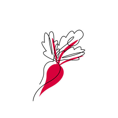 Beet black contour drawing with abstract color spot. Continuous vegetable concept design. Organic radish minimalist silhouette. Beetroot hand drawn one line flat vector illustration isolated on whiteのイラスト素材
