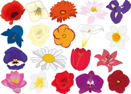 Garden flowers vector illustration iris, water lily, gerbera, jasmine, poppy, narcissus, calla, hibiscus, rose, campanula, lily, tulip, daisy, pansy, orchid, plumeria, lotusのイラスト素材