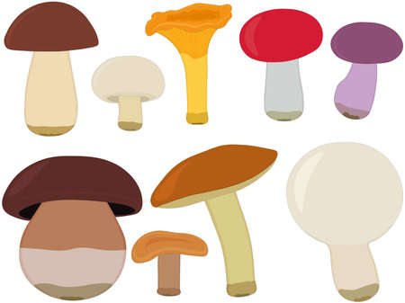 Edible forest mushroom types collection vector illustrationのイラスト素材