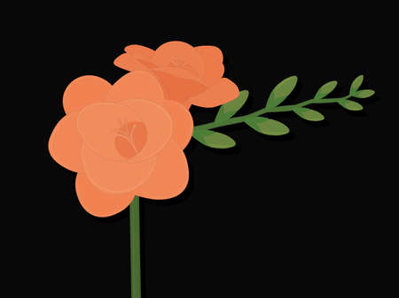 Light orange freesia flower with buds on black background vector illustrationのイラスト素材