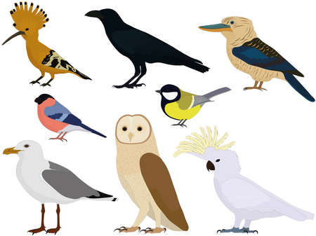 Birds types collection vector illustrationのイラスト素材