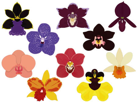 Orchid types, tropical varied color epiphyte flowers collection vector illustrationのイラスト素材