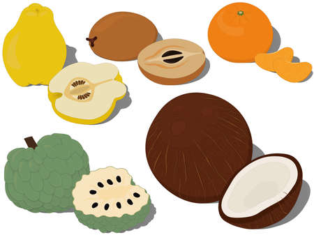 Unusual and exotic tropical sweet fruits collection vector illustrationのイラスト素材