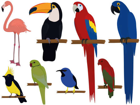Varicoloured exotic tropical birds collection vector illustrationのイラスト素材