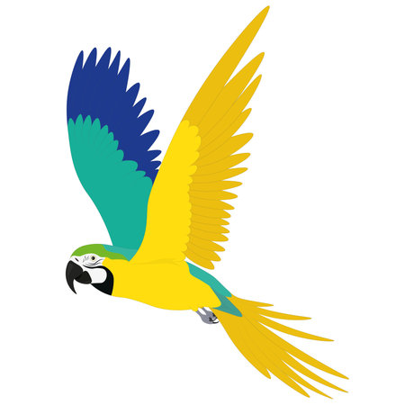 Blue yellow green macaw parrot in motion vector illustrationのイラスト素材
