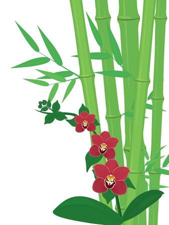Green bamboo stems and bright orchid flowers composition vector illustrationのイラスト素材