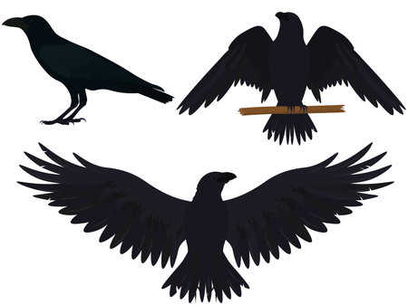 Ravens in different poses collection vector illustrationのイラスト素材