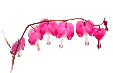 bleeding heart flowerの写真素材