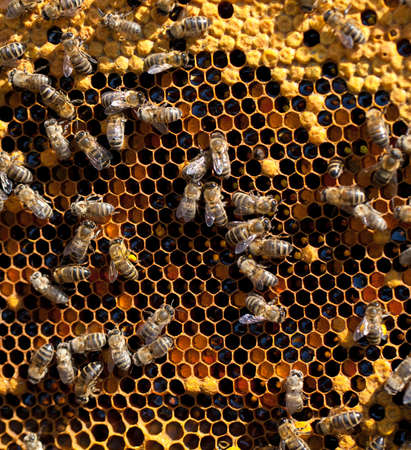 honey and honey bees workingの写真素材