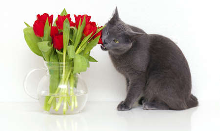 grey cat eating red tulipsの写真素材