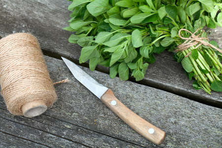 tied oregano prepared for drying on wooden tableの写真素材