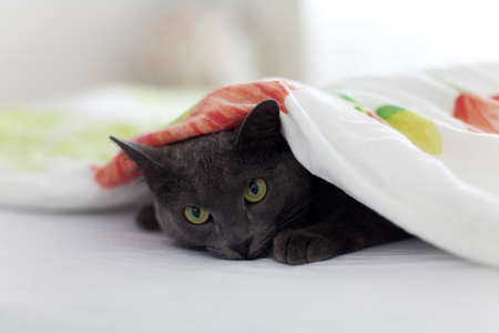 gray cat is looking from under the blanketの写真素材