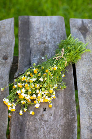 tied chamomile on wooden table in the gardenの写真素材