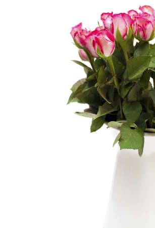 pink roses an empty space for your textの写真素材