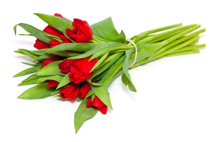 tied red tulips isolated on whiteの写真素材