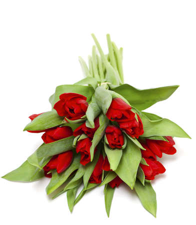 red tulipsの写真素材