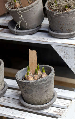 pots with flower bulbs in flower market